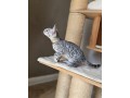 reinrassige-bengal-katzchen-weiblich-und-mannlich-small-0