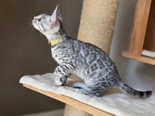 reinrassige-bengal-katzchen-weiblich-und-mannlich