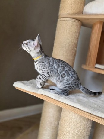 reinrassige-bengal-katzchen-weiblich-und-mannlich-big-0