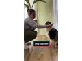 hundetraining-mit-erfolg-member-area-and-video-courses-small-0