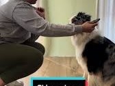hundetraining-mit-erfolg-member-area-and-video-courses