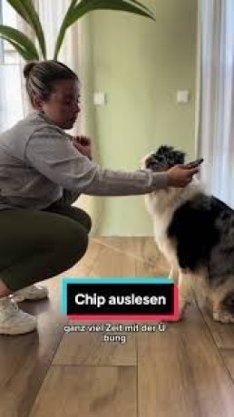hundetraining-mit-erfolg-member-area-and-video-courses-big-0