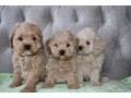 buy-cockapoo-puppies-from-trusted-breeders-at-valley-poos-small-0