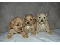 buy-cockapoo-puppies-from-trusted-breeders-at-valley-poos-small-1