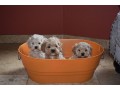 buy-cockapoo-puppies-from-trusted-breeders-at-valley-poos-small-2