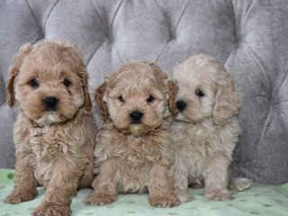 buy-cockapoo-puppies-from-trusted-breeders-at-valley-poos