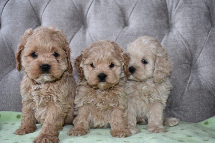 buy-cockapoo-puppies-from-trusted-breeders-at-valley-poos-big-0