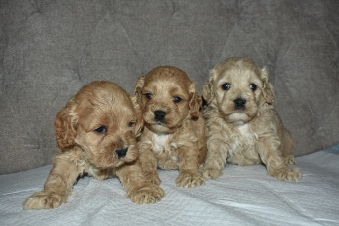 buy-cockapoo-puppies-from-trusted-breeders-at-valley-poos-big-1