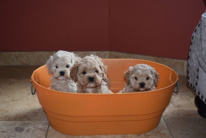 buy-cockapoo-puppies-from-trusted-breeders-at-valley-poos-big-2