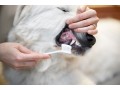 boulevard-animal-hospital-small-0