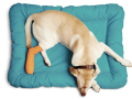 boulevard-animal-hospital-small-1