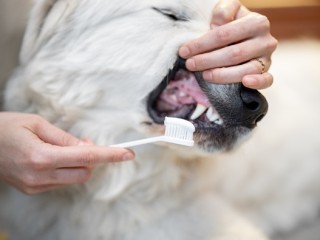 boulevard-animal-hospital
