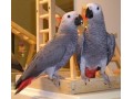 hand-reared-african-grey-parrots-available-now-small-0