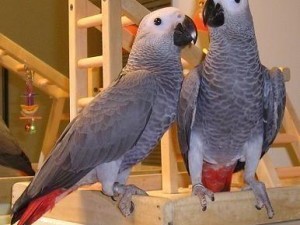hand-reared-african-grey-parrots-available-now
