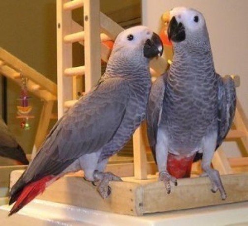 hand-reared-african-grey-parrots-available-now-big-0