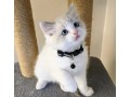 adorable-home-raised-ragdoll-kittens-small-0