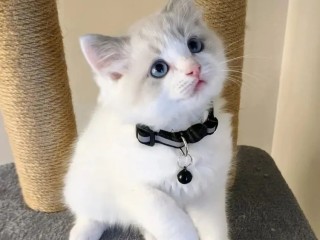 adorable-home-raised-ragdoll-kittens