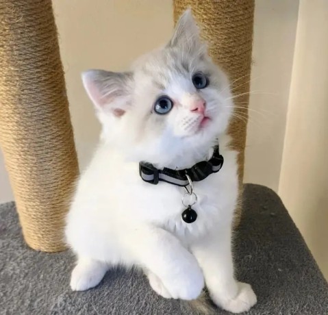 adorable-home-raised-ragdoll-kittens-big-0