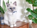 home-raised-ragdoll-kittens-small-0
