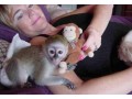 awesome-capuchin-monkeys-for-adoption-small-0