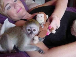 awesome-capuchin-monkeys-for-adoption