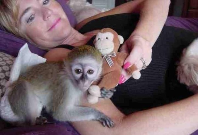awesome-capuchin-monkeys-for-adoption-big-0