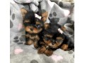 loving-tea-cup-yorkie-puppies-small-0