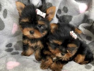 loving-tea-cup-yorkie-puppies