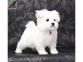 two-teacup-maltese-puppies-needs-a-new-family-small-0
