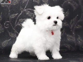 two-teacup-maltese-puppies-needs-a-new-family