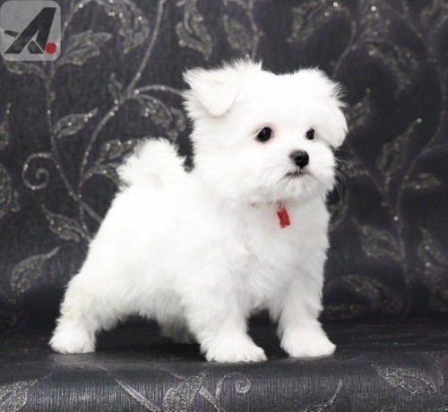 two-teacup-maltese-puppies-needs-a-new-family-big-0